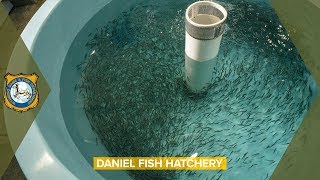 Fish Hatchery  Daniel Wyoming [upl. by Cleopatra]