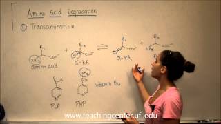 Amino Acid Degradation  Transamination [upl. by Elagiba209]