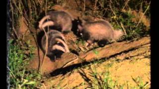 Le Blaireau  Documentaire Animalier [upl. by Coit]