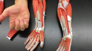 Muscles of the Arm [upl. by Aryad]