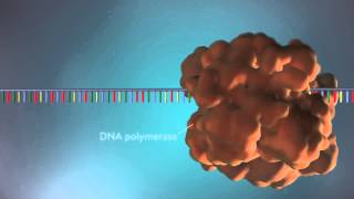 Nucleus Functions in Eukaryotic Cells [upl. by Jac493]