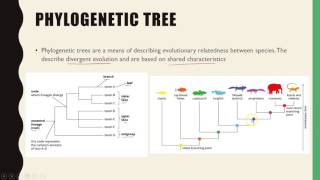 Unit 4 Biology Showing Relatedness Phylogenetic trees [upl. by Eirhtug]