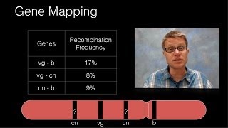 Genetic Recombination and Gene Mapping [upl. by Izawa972]