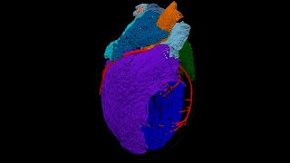 3D Model of the Heart’s ‘Brain’ [upl. by Nileek924]