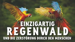 Die Einzigartigkeit des Regenwaldes und die Zerstörung durch den Menschen [upl. by Batish557]