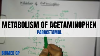 Metabolism of Acetaminophen paracetamol [upl. by Ioab]