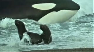 Deadly Killer Whale Moments  Top 5  BBC Earth [upl. by Aunson]