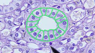 Epithelial Tissue Identification Video [upl. by Deva597]