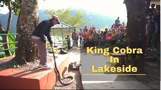 Huge King Cobra Rescue from Lakeside  Pokhara  Nepal  Rohit Giri [upl. by Macmahon]