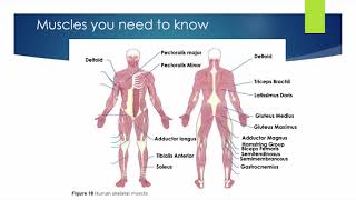 ALevel PE  Agonists Antagonists amp Types of Muscle Contractions [upl. by Ulyram]