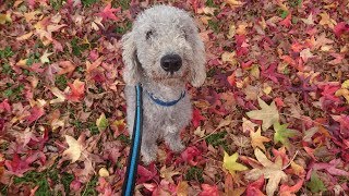 Wellington  Bedlington Terrier  4 Weeks Residential Dog Training [upl. by Thaddaus]