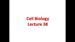 Polycistronic and Monocistronic mRNA Concept [upl. by Donoho822]