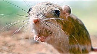 Kangaroo Rat Desert is The Ideal Condition to Live [upl. by Oby]