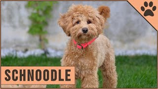 Schnoodle Dog Breed  The Schnauzer Poodle Mix Breed [upl. by Akirdnahs]