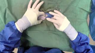 Dog Neuter Video  Canine Castration [upl. by Morita277]