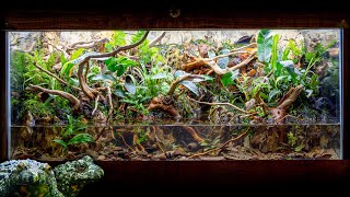 INCREDIBLE FireBellied Toad Island Paludarium with Waterfalls [upl. by Yelkreb282]