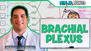 Neurology  Brachial Plexus [upl. by Isewk]