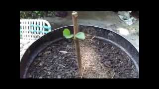 How To Grow Fruit Trees From Cuttings By Rick Gunter [upl. by Atalanta]