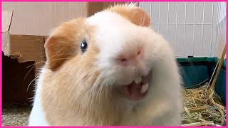 Best guinea pig noises of the wheek 2021 Week 29 [upl. by Iahk]