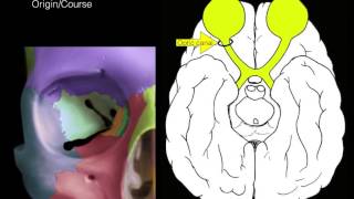 Cranial Foramina  Mnemonic Phrase [upl. by Fairleigh784]