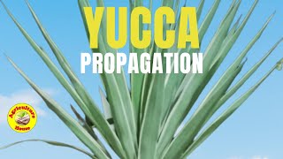 How to propagate Yucca Plant [upl. by Elset495]