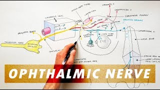 Anterior Cranial Fossa  Anatomy Tutorial [upl. by Aerdnaz922]