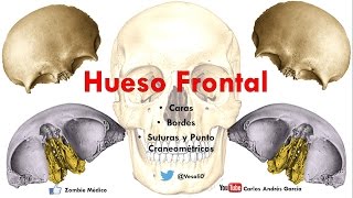 Anatomía  Hueso Frontal Caras Bordes Puntos Craneométricos [upl. by Eillehs]