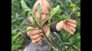 Weeds Annuals vs Biennials vs Perennials [upl. by Tabby]