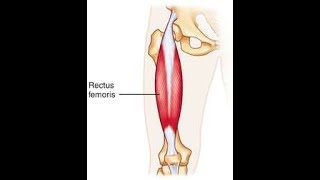 Rectus femoris exercise [upl. by Ynnig261]