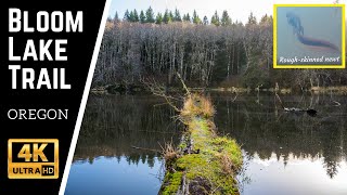 Bloom Lake Trail and Roughskinned newts  Clatsop State Forest  Oregon [upl. by Aciria]