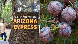 Arizona Cypress  Arizona Tree Profiles [upl. by Wootan]