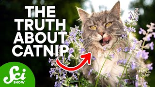 What Actually Happens to Your Cat on Catnip [upl. by Wiese]