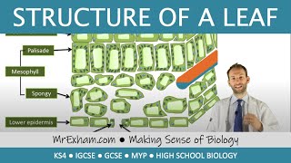 Structure of a leaf  GCSE Biology 91 [upl. by Aserehc]