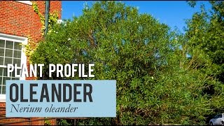 Nerium Oleander Plant Profile [upl. by Healy]