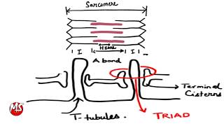 Cardiac Muscle Contraction  Structural organization [upl. by Anitac610]