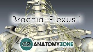 Brachial Plexus Made Insanely Easy [upl. by Ymereg211]