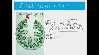 AS Biology  xerophytes [upl. by Phina]