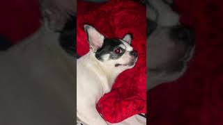 Reverse Sneezing in Chihuahua Dog [upl. by Llereg111]