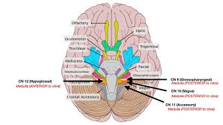 Cranial Nerve Anatomy [upl. by Olumor]