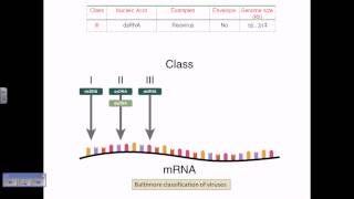 Baltimore classification of viruses [upl. by Greenberg]