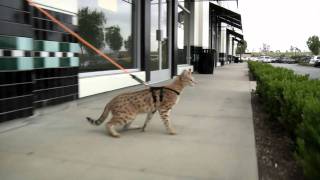 Pet World Insider Savannah Cat Shoppe Sneak Peek [upl. by Penland356]