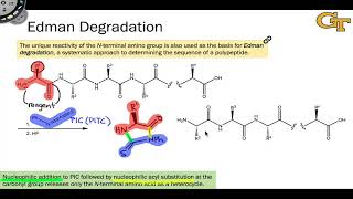 Edman Degradation [upl. by Stoddart]