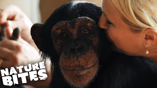 Raising Chimpanzees as Humans  Nature Bites [upl. by Natiha605]