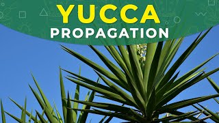 YUCCA PROPAGATION FROM CUTTINGS  ROOTING PROCESS PLANT REPOTTING [upl. by Frankie925]