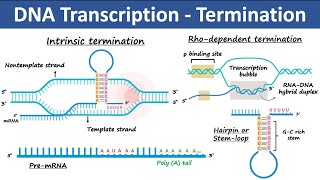 Transcription Termination in Prokaryotes amp Eukaryotes  Biochemistry [upl. by Sinned]