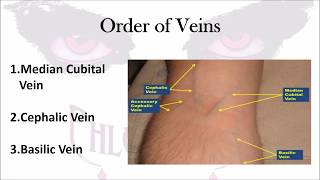 Phlebotomy The Order of Veins [upl. by Halima]