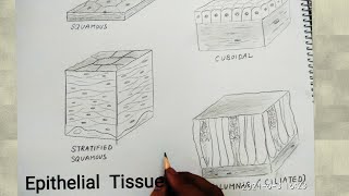 how to draw epithelial tissues [upl. by Rentsch183]