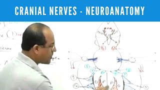 Cranial nerves I and II [upl. by Redmond]