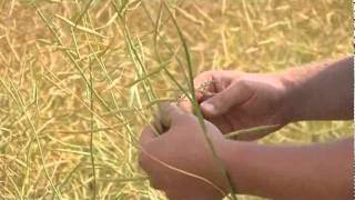 Swathing Canola [upl. by Kamal]