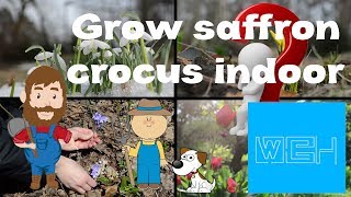 How To Grow Saffron Crocus Indoors [upl. by Haney]